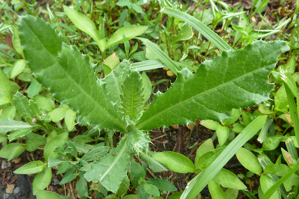 tagubilin ng agrokiller