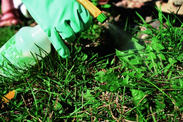 agrokiller contre les mauvaises herbes