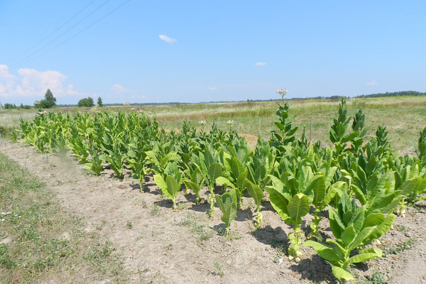 landwirtschaftliche Gepflogenheiten