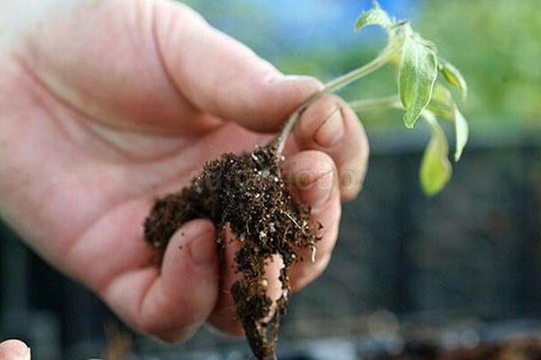 pratiques agricoles