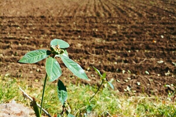 Was für ein Agro-Empfang