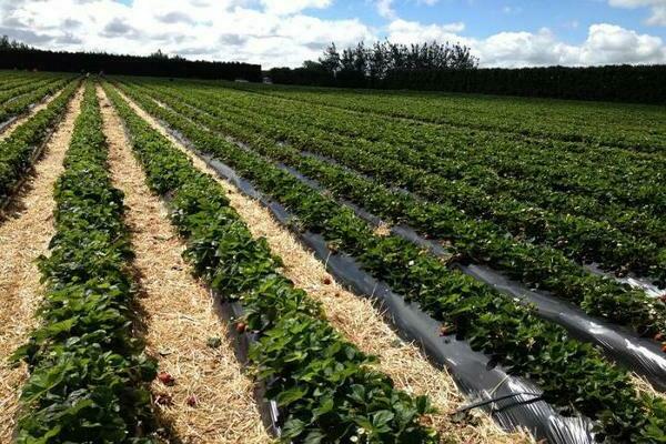 unter Agrofaser pflanzen