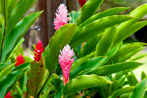 bulaklak ng alpinia