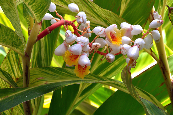 alpinia