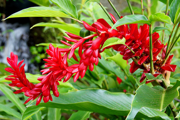 alpinia fotografija