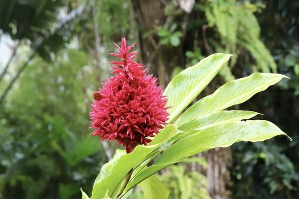 pangangalaga sa alpinia