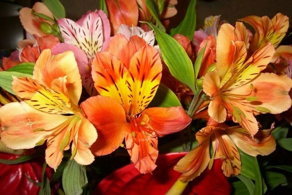 Alstroemeria