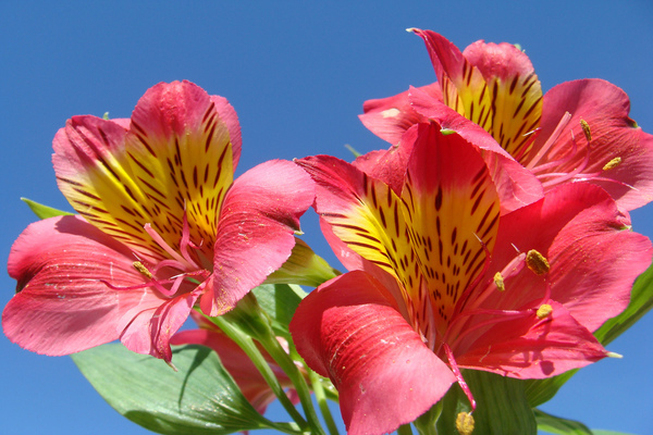 paglalarawan ng alstroemeria