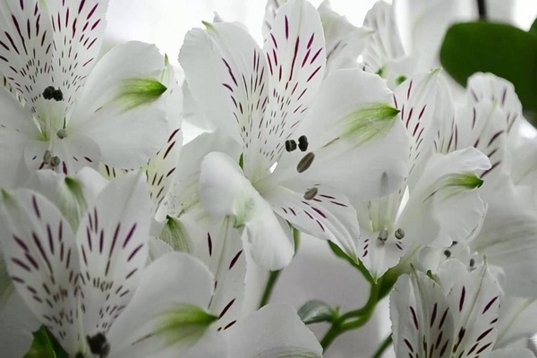 alstroemeria varieties