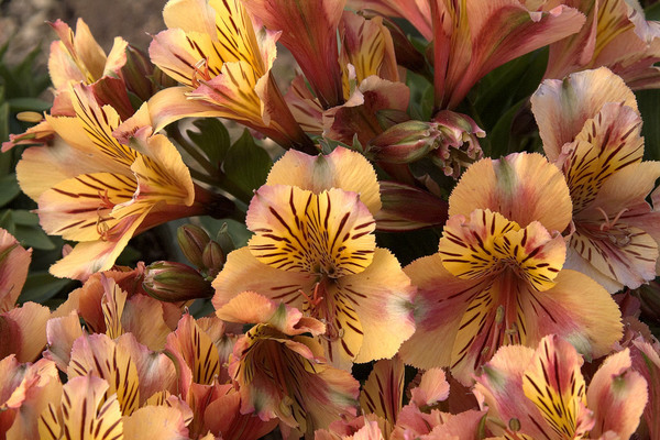 alstroemeria foto