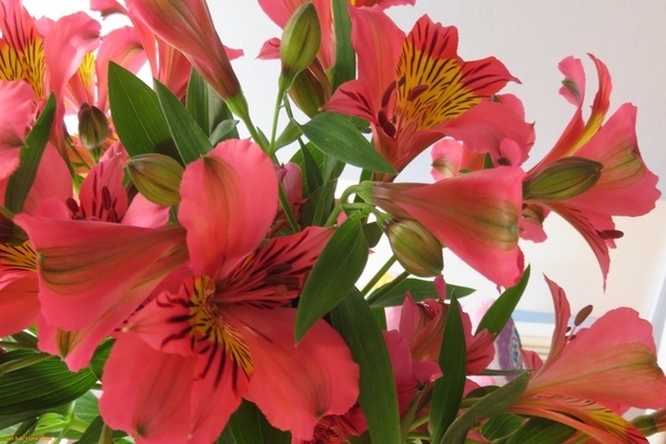 alstroemeria varieties