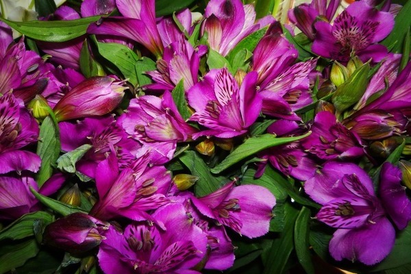 alstroemeria foto