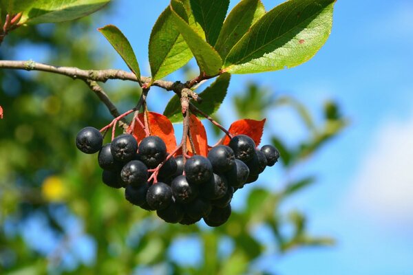 Eigenschaften von Aronia