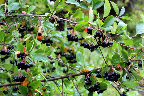 Aronia-Foto