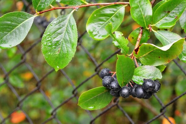 planting chokeberry