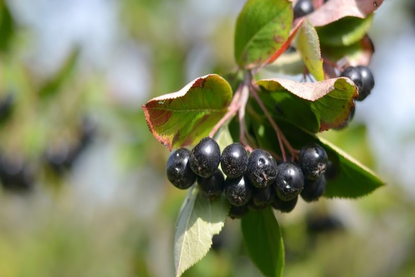 pag-aalaga ng chokeberry