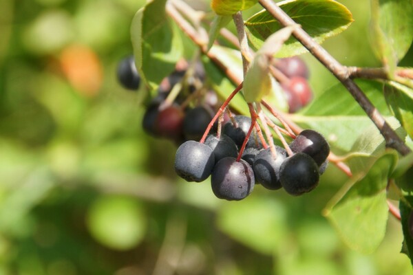 black chokeberry description