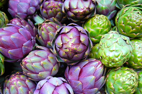 artichoke plant photos