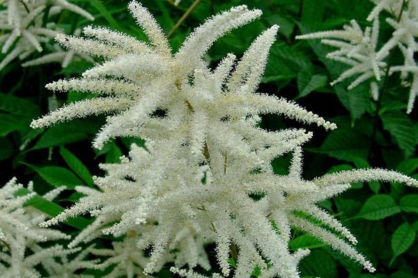 Aruncus