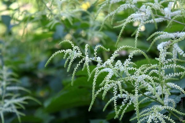 Aruncus