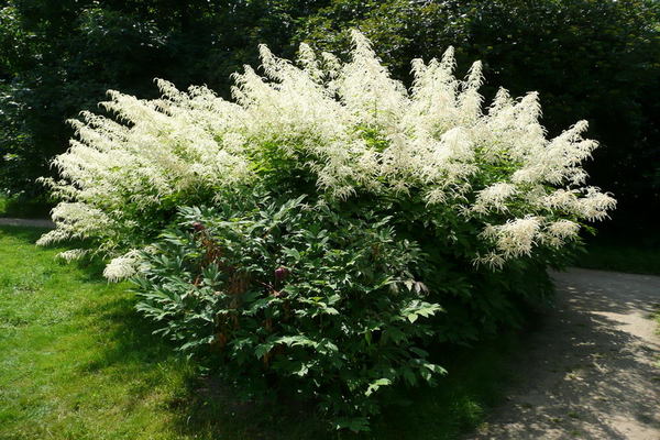 Aruncus