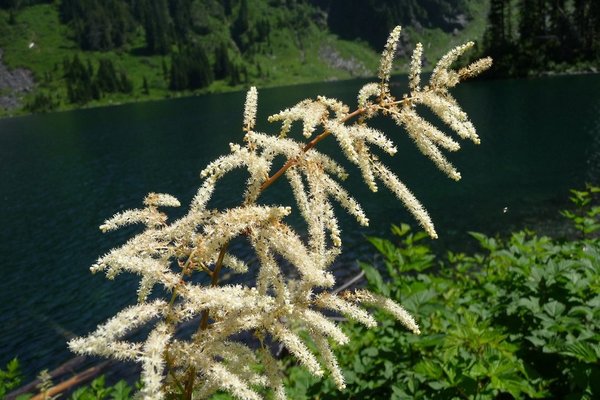 Aruncus