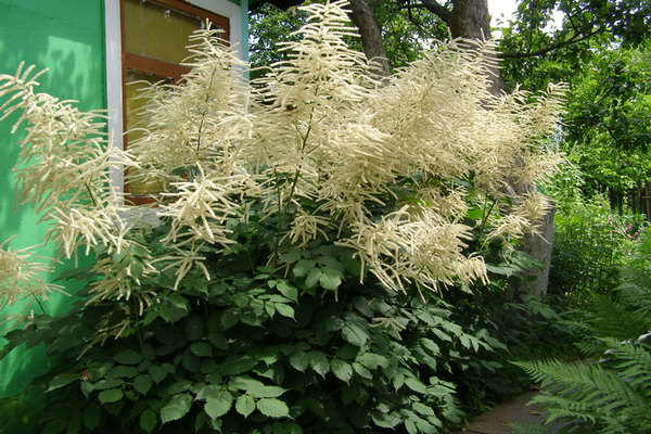 Aruncus