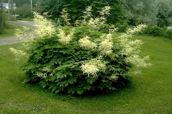 Aruncus