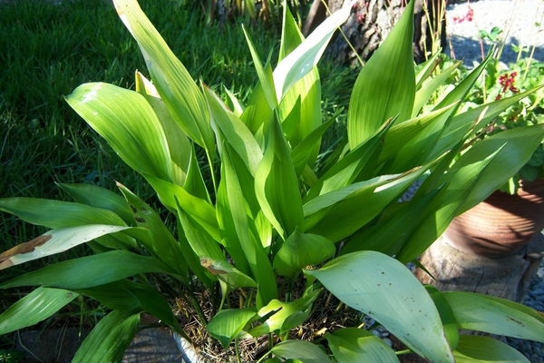 shade-loving plants