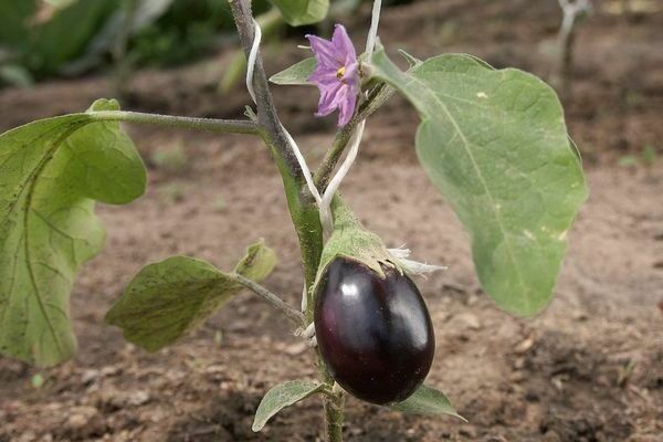 growing eggplants in a greenhouse