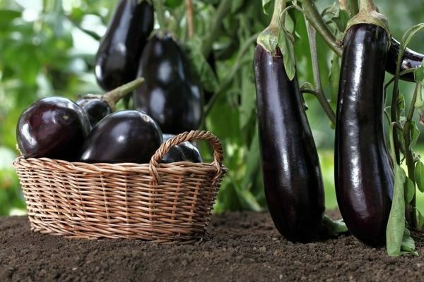 eggplant cultivation