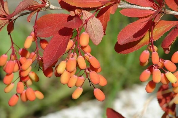 larawan ng barberry