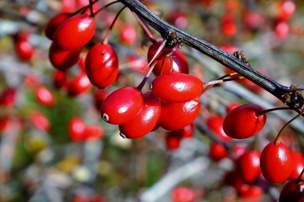 barberry shrub