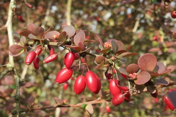 common barberry