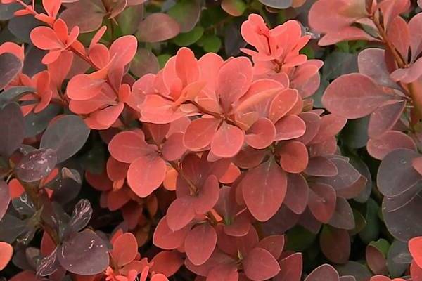 barberry orange rocket description