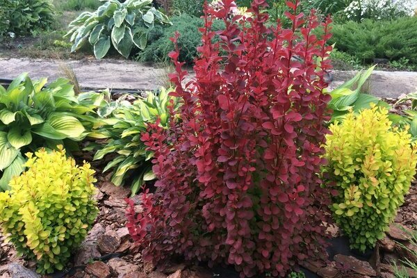 Barberry Orange rocket