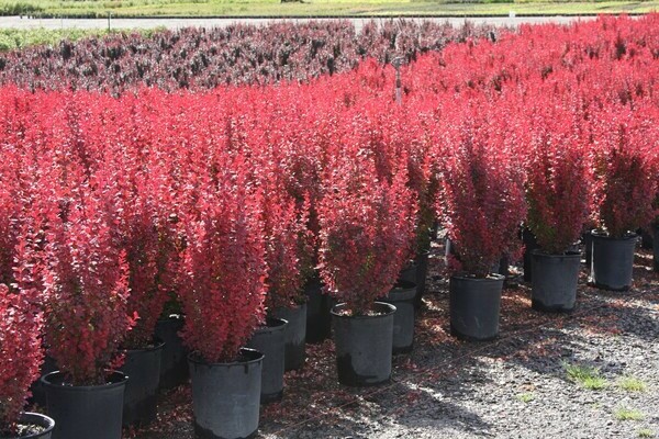 paglalarawan ng barberry orange rocket