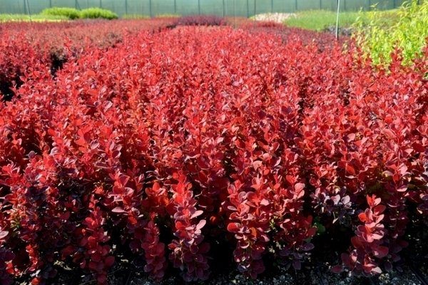 barberry orange rocket photo