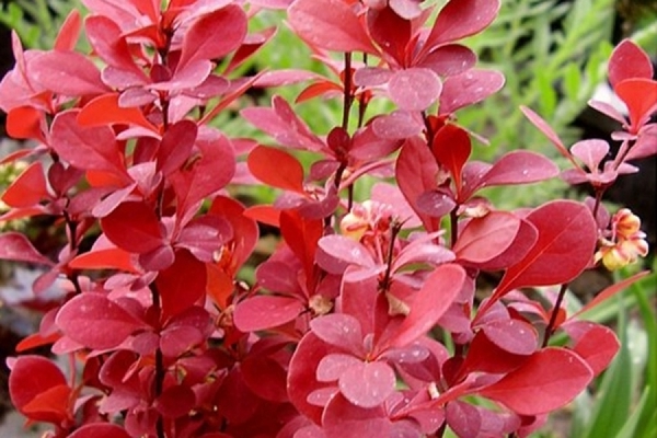 barberry orange rocket planting and care