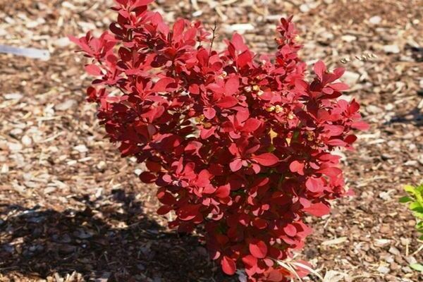 barberry orange rocket