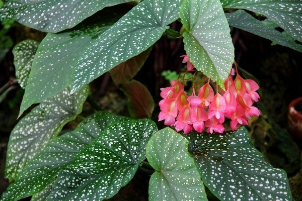 begonias names