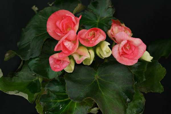 begonia species