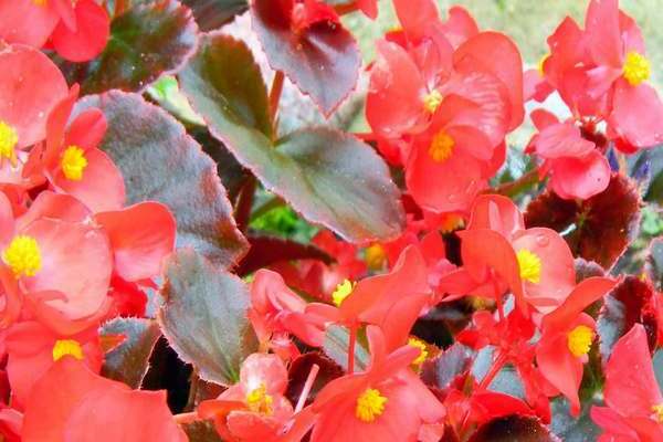 Begonia