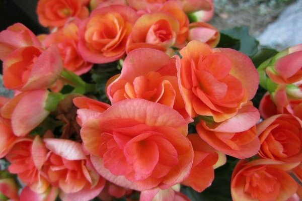 begonia photo