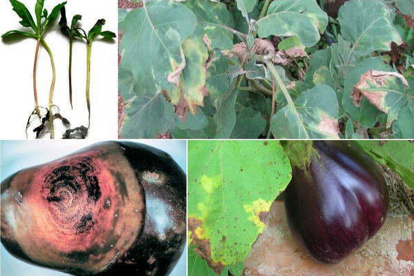 Diseases of eggplant