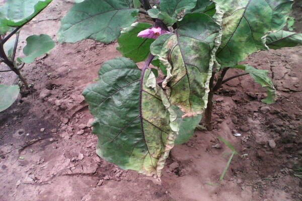 eggplant disease description