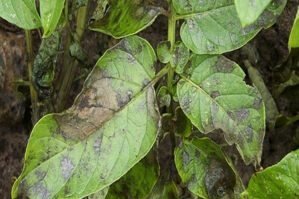 eggplant disease and their treatment