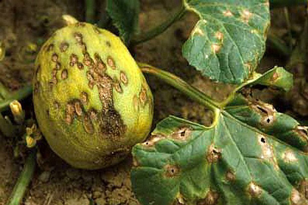 Melonenkrankheiten und ihre Behandlung