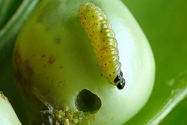 maladie du pois et contrôle