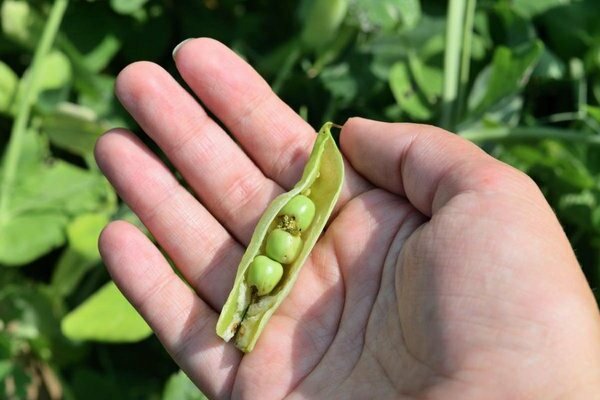 maladies et ravageurs des pois